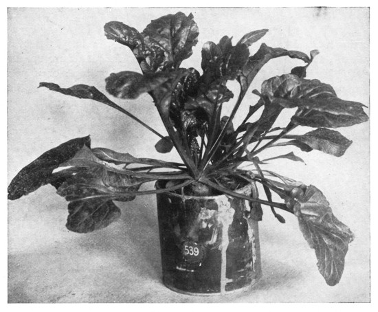 Fig. 298. A window plant that is easy to grow. It is a
common garden beet. The end of the beet was cut off so that it could be
got into the tin can. A very red beet will produce handsome red-ribbed
leaves. In all cases, be sure that the crown or top of the plant has not
been cut off too close, or the leaves may not start readily. The beet
starts into growth quickly and the growing plant will stand much abuse.
It makes a very comely plant for the school-room window. Try carrot,
turnip, and parsnip in the same way.