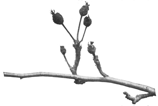 Fig 301. This is the branch that tried and failed.