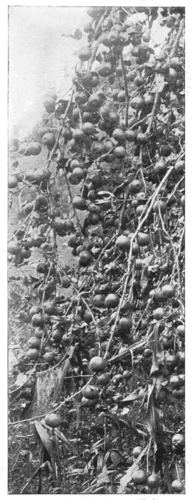 Fig. 303. The apples are usually borne one in a place, although the flowers are in clusters. Why?