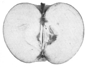 Fig. 305. The same Baldwin apple cut in two.