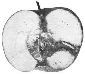 Fig. 306. This is an apple in which a worm made its home.