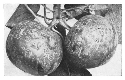 Fig. 307. These are the apples on which other plants are living.—The apple-scab.