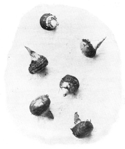 Fig. 313. Tubers of Jack-in-the-pulpit, or Indian turnip.