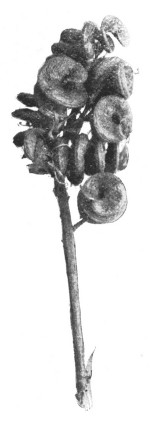 Fig. 320. Alfalfa pods. How much enlarged?