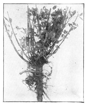 Fig. 321.  Crown of the alfalfa plant, showing how root and top start off.