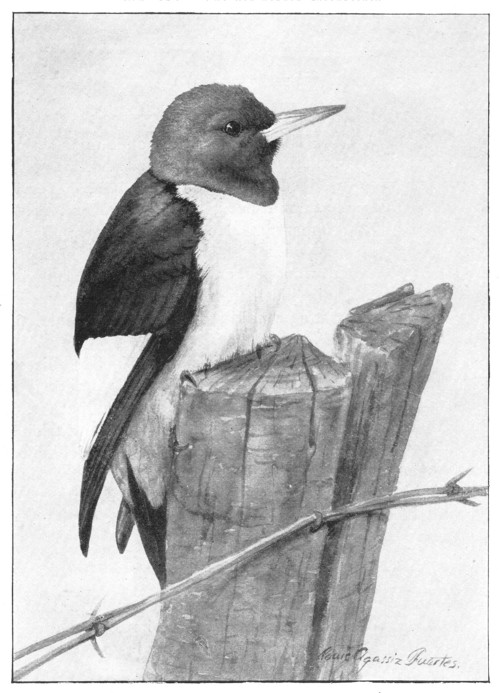 Fig. 324.  The red-headed woodpecker.