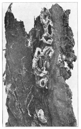 Fig. 325. Cocoons of the codlin-moth as they were found attached to a piece of loose bark, natural size.
