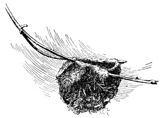 Fig. 330. The vireo's nest.