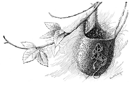 Fig. 331. The hanging nest of the oriole. A cord is woven into the nest.