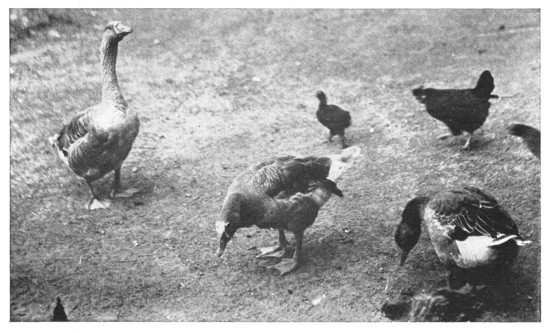 Fig. 333.  Geese; "a very distinguished race."