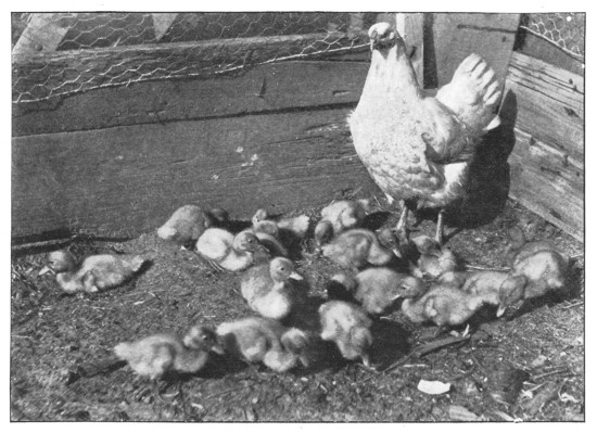 Fig. 335. Mother hen and baby ducks.