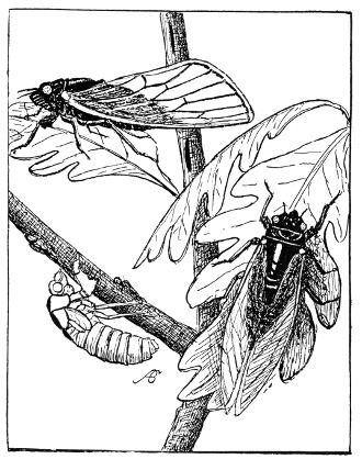 Fig. 339. The cicada is full grown at last, and his empty nymph skin is hanging to a branch.