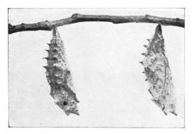 Fig. 346. Chrys'-a-lids of the mourning-cloak butterfly.