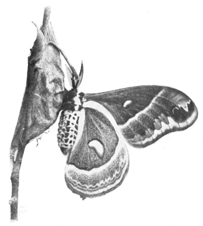Fig. 349. Cecropia moth just emerged from the cocoon, on which it hangs. The moth comes from the pupa.