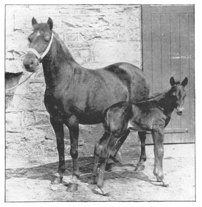 Fig. 376. Welsh pony and its mother.