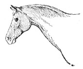 Fig. 378. Arabian horse.