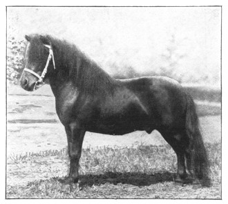 Fig. 379. Shetland pony.