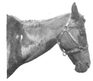 Fig. 380. Ewe-neck, a poor horse.