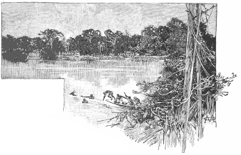 A SWIMMING RACE AFTER A BUSH ANTELOPE.