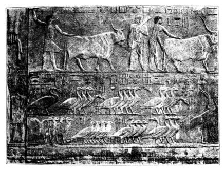 Bas-relief du mastaba de Ptahhotep à Saqqarah