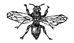 Mason-wasp