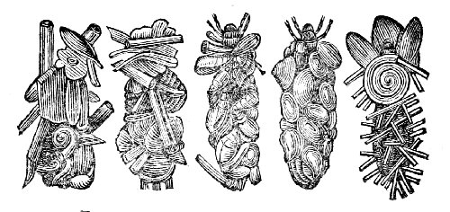 Shell Nests of Caddis-worms