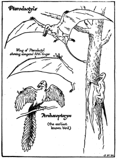Archæopteryx

(the earliest known bird)
