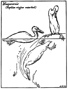 Hesperornis

(Reptilian wingless water-bird)