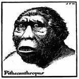 Possible Appearance of the Sub-man Pithecanthropus.

The face, jaws, and teeth are mere guess work (see text). The creature
may have been much less human looking than this.