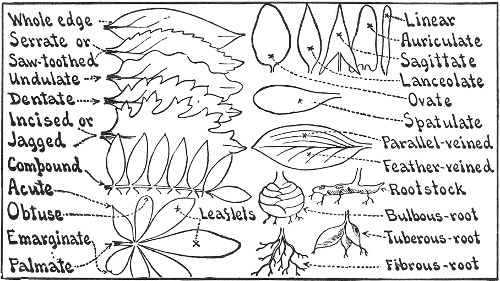 KINDS OF LEAVES