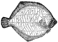 Fig. 97.