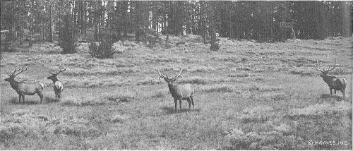 Herd of elk on the alert