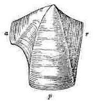 Lateral and carino-lateral compartment.