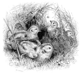 A BROOD OF YOUNG PHEASANTS.