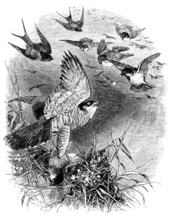 A HAWK PURSUED BY FINCHES AND SWALLOWS.