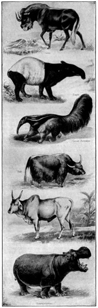 Gnu, tapir, anteater, yak, zebu, hippopotamus