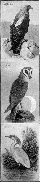Imperial eagle, Java owl, heron