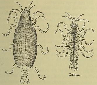 bug and larvae