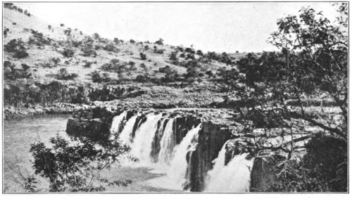 Grassland and Tree Vegetation All over the world there is
a contest between grassland and tree vegetation for dominance wherever
both occur. In this thorn veld in Natal the struggle is particularly
keen. (After Bews. Courtesy of Brooklyn Botanic Garden.)