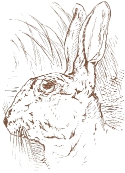 Portrait of the Lost Hare