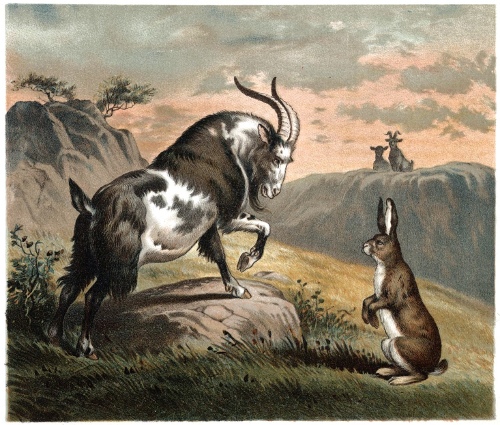 The Lost Hare meets the Goat