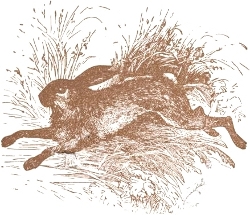 The Lost Hare