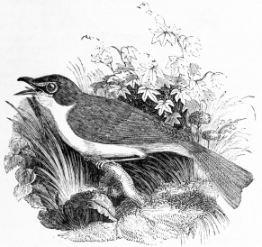 THE MOCKING BIRD, (Turdus polyglottus,)