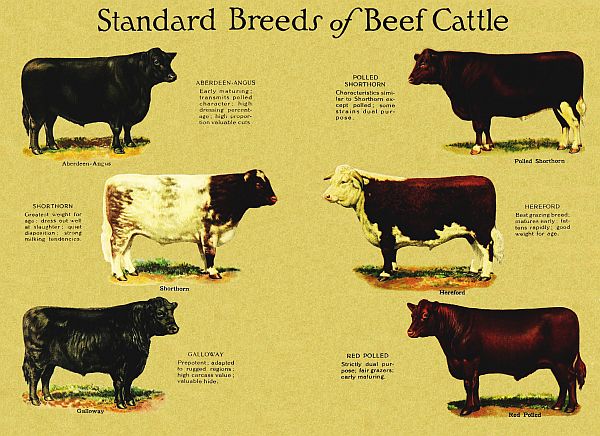 cattle breeds
