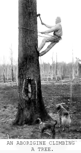 An aboriginal climbing a tree