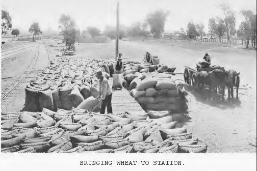 Bringing wheat to station