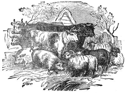 A group of farm animals: pigs, cows and sheep