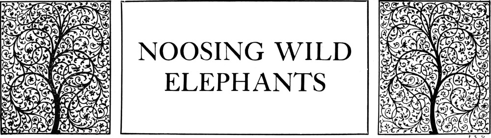 Title Image for Noosing Wild Elephants