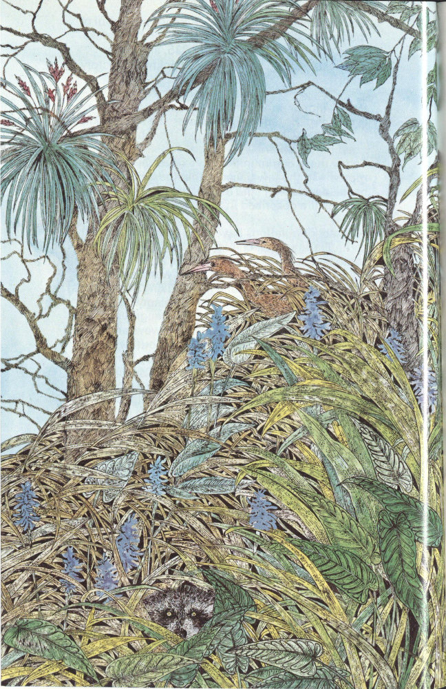 Tropical thicket