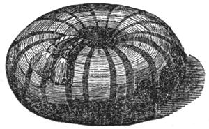 Illustration of a brioche